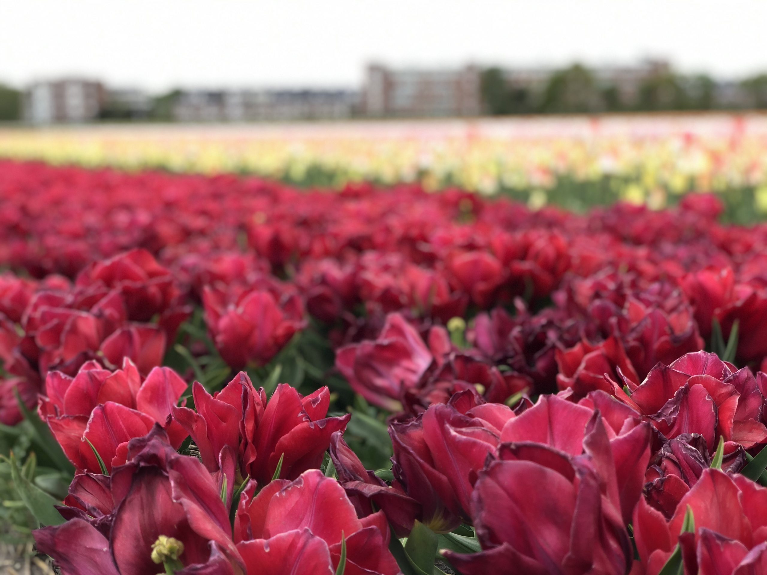 Wisata Belanda : Ladang bunga tulip di pinggir jalan - Luxury Transport